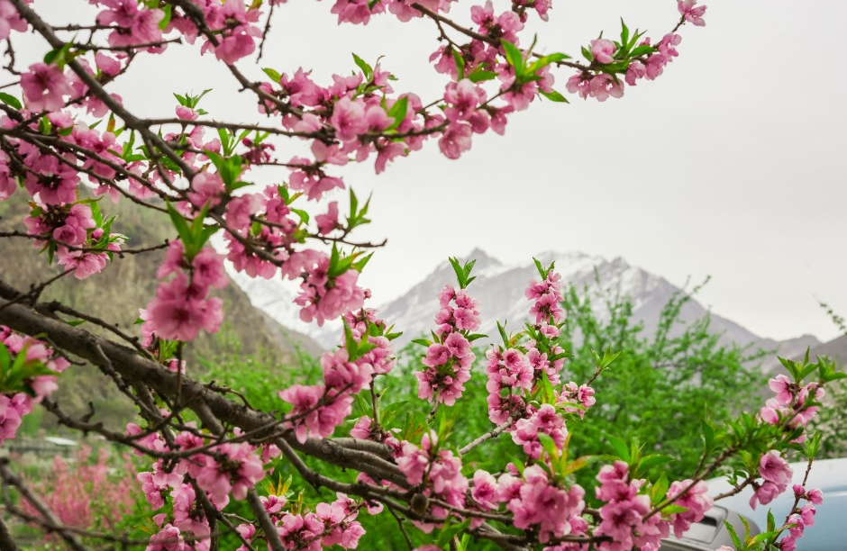 Himalaya apricot